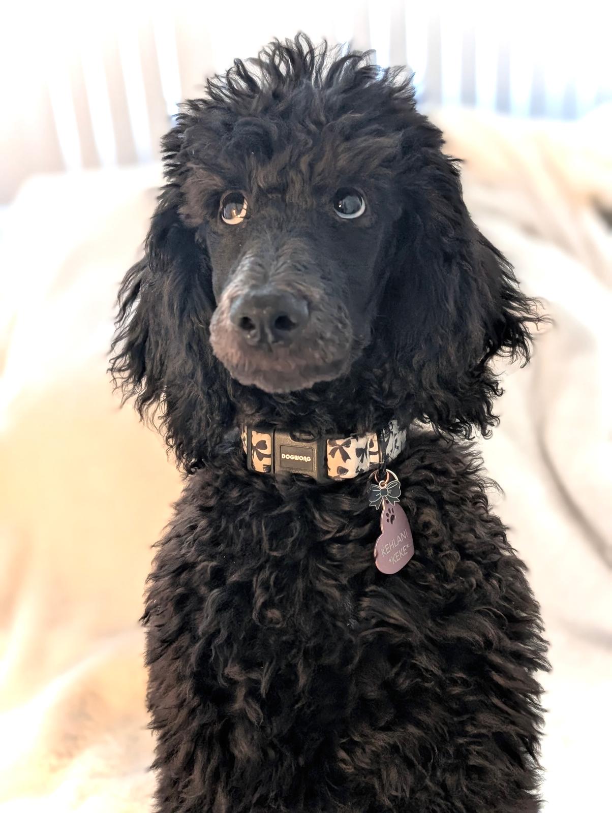 Nugget the dog