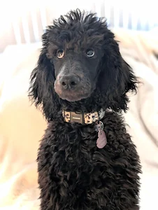 Keke - the official mascot of Kreimer Law